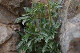 Image de Scrophularia kiriloviana Schischk.