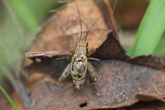 صورة <i>Dianemobius mikado</i>