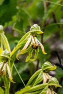 Image of Bonatea boltonii (Harv.) Bolus