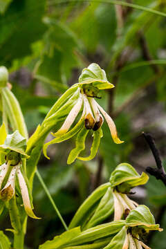 Bonatea boltonii (Harv.) Bolus resmi