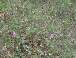 Image of pineywoods geranium