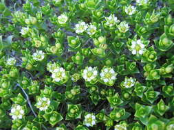 Image of seaside sandplant