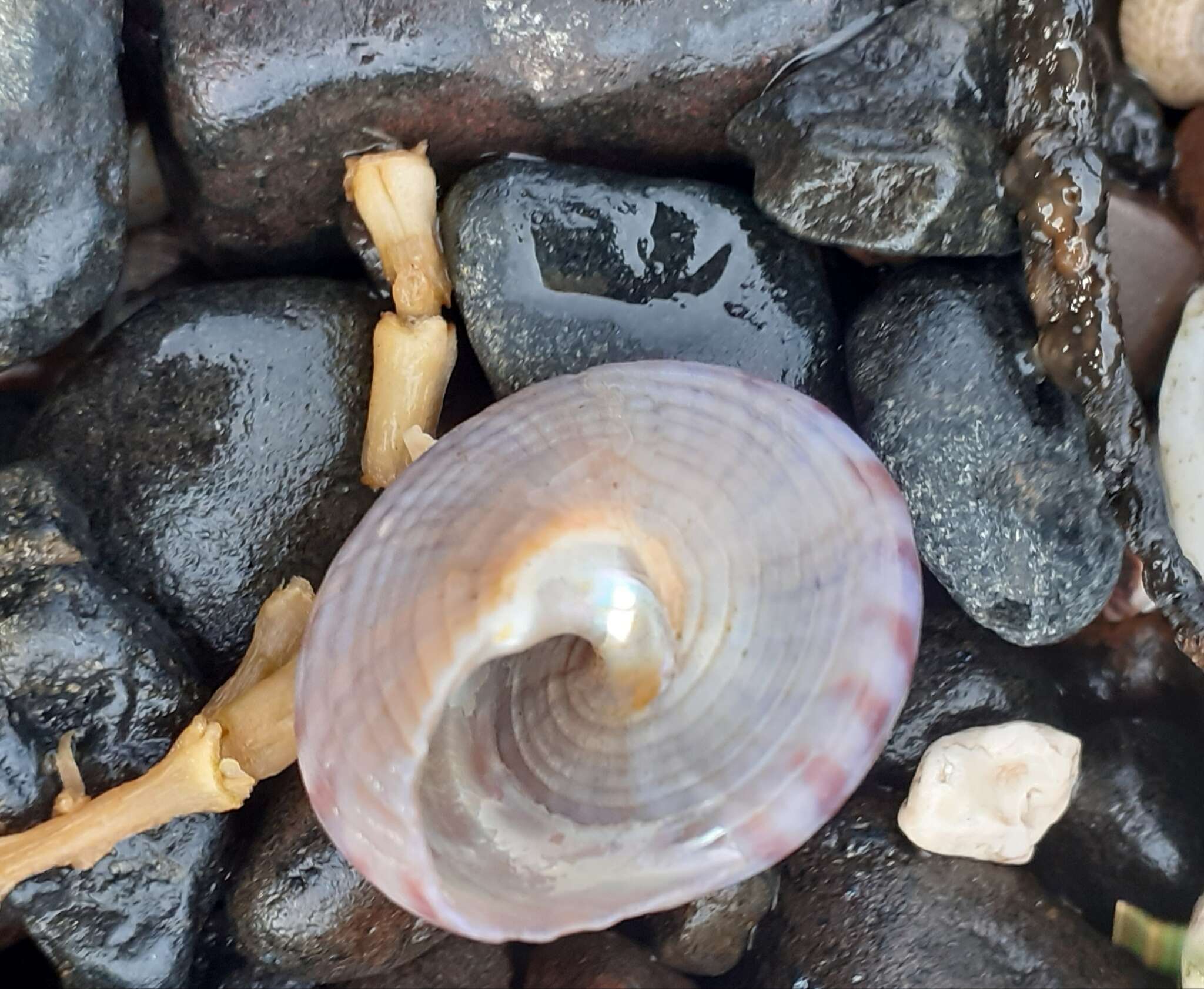 Sivun Calliostoma zizyphinum (Linnaeus 1758) kuva