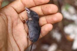 Image of Yucatan Small-eared Shrew