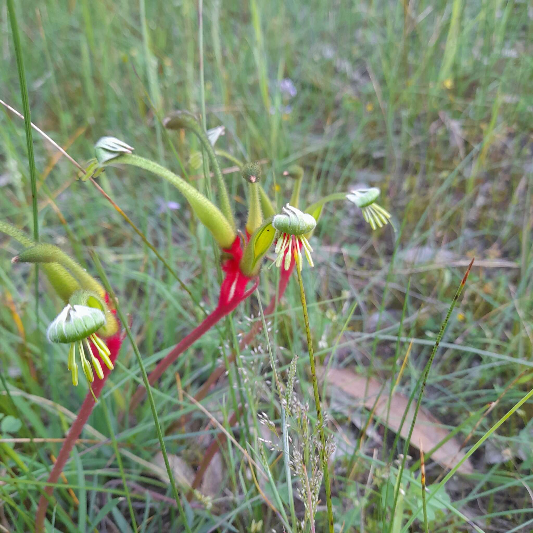 Image of Anigozanthos bicolor Endl.