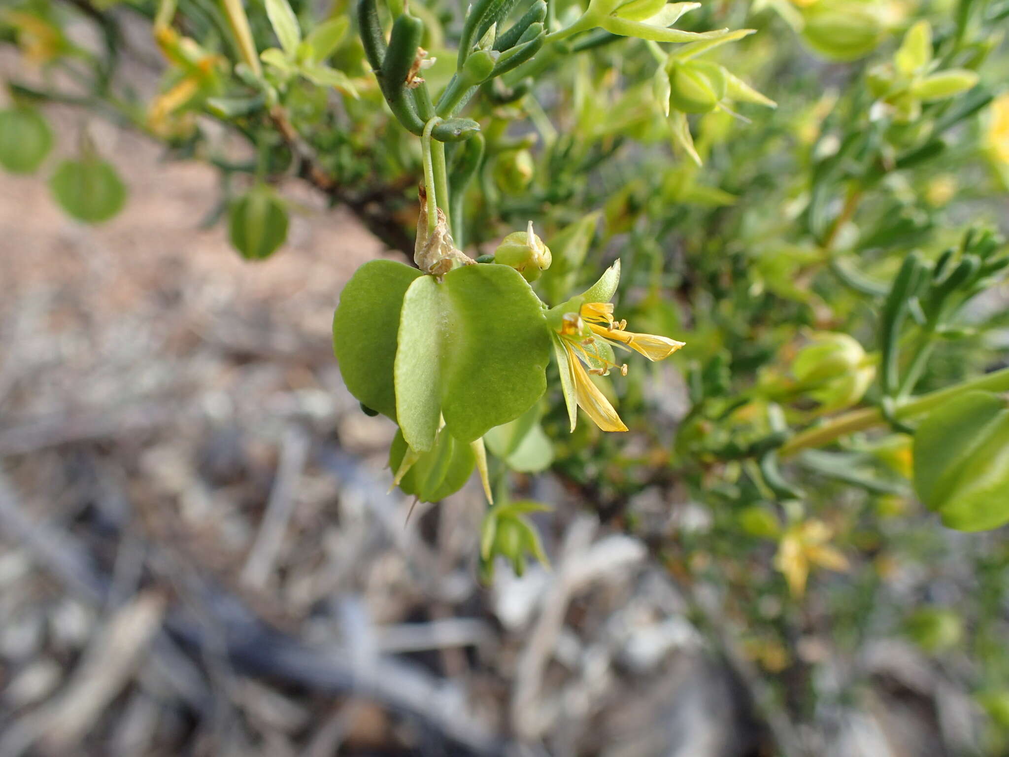 Image of Roepera aurantiaca Lindl.