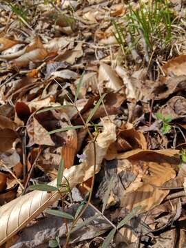 Imagem de Vicia minutiflora D. Dietr.