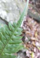 Image of Pteris arisanensis Tag.