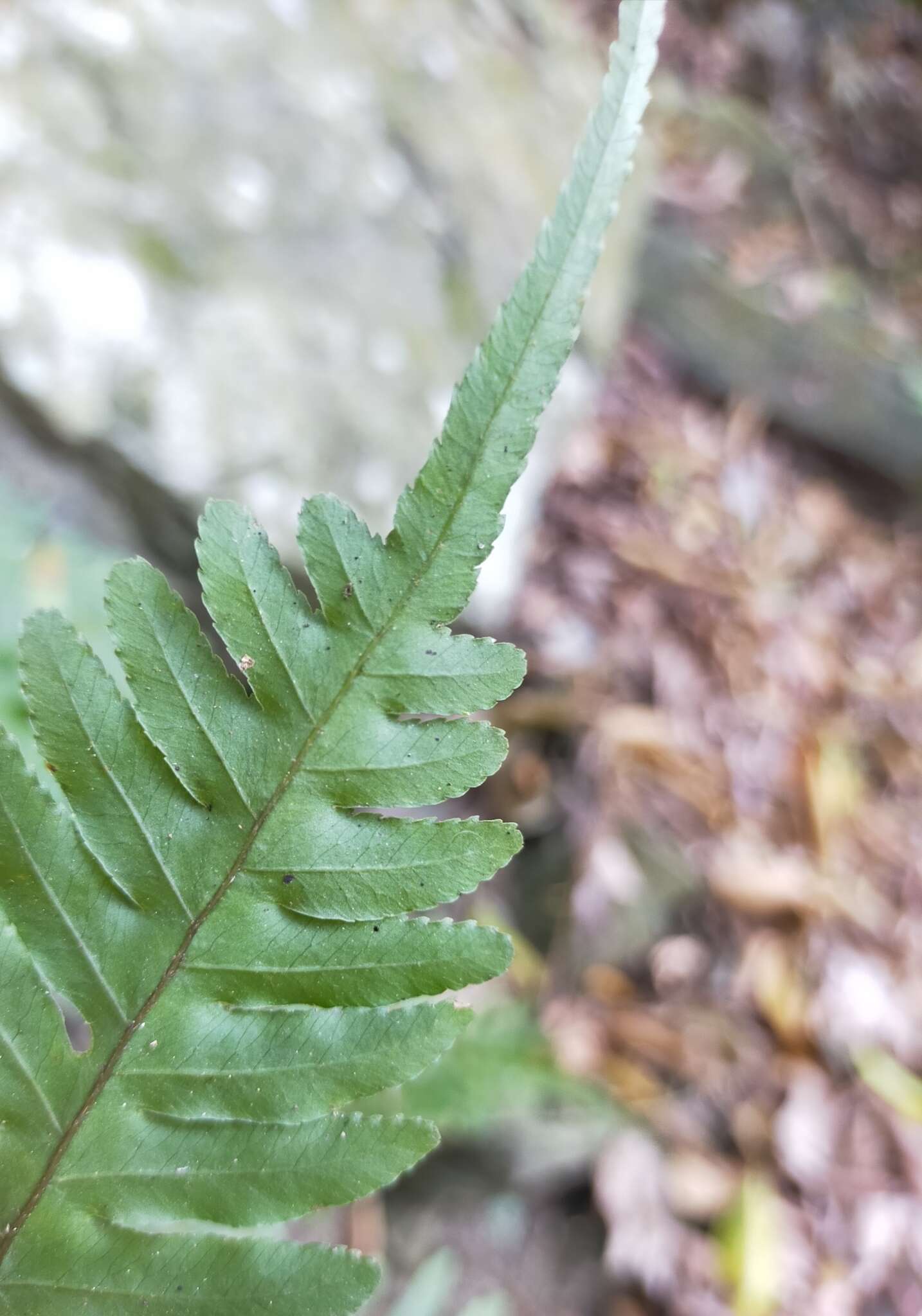 Sivun Pteris arisanensis Tag. kuva