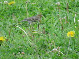 Image of Atlantic Canary