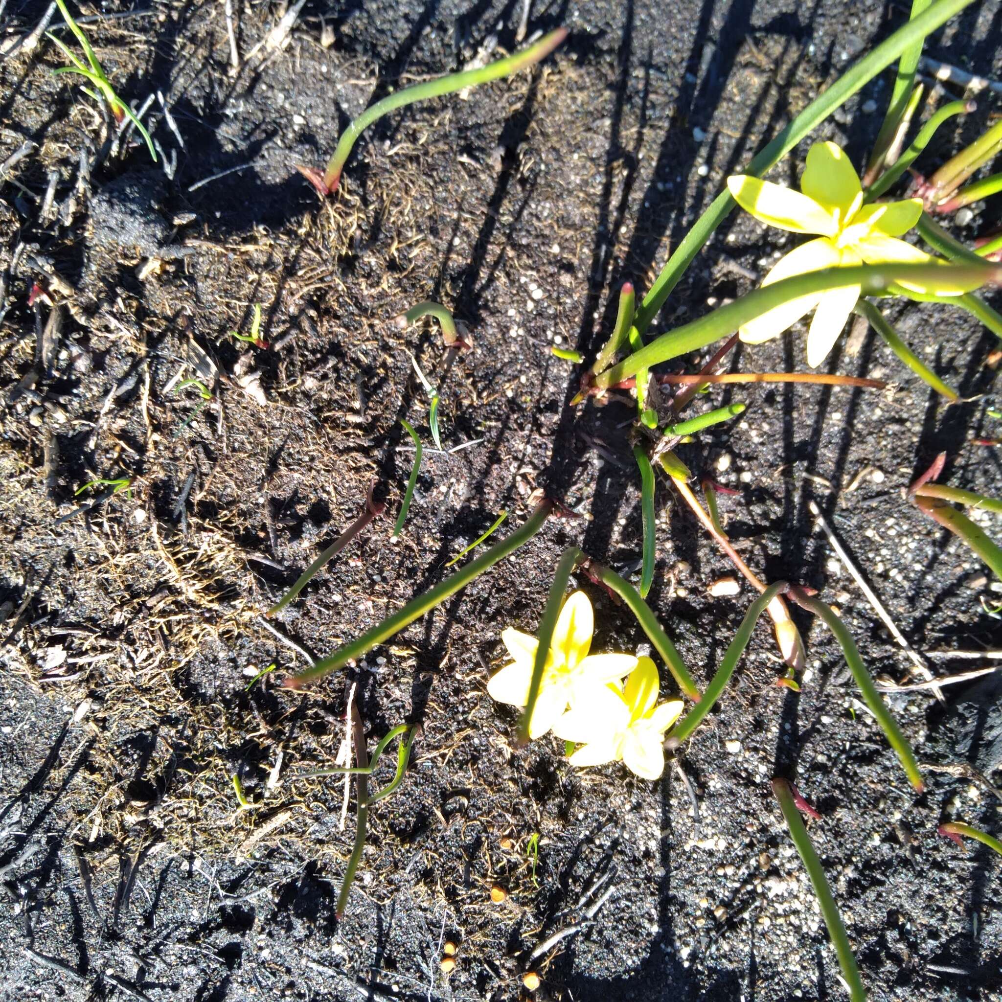 Image of Pauridia serrata (Thunb.) Snijman & Kocyan