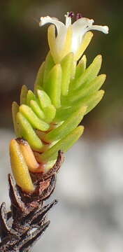 Image of <i>Crassula ericoides</i> subsp. <i>tortuosa</i> Toelken