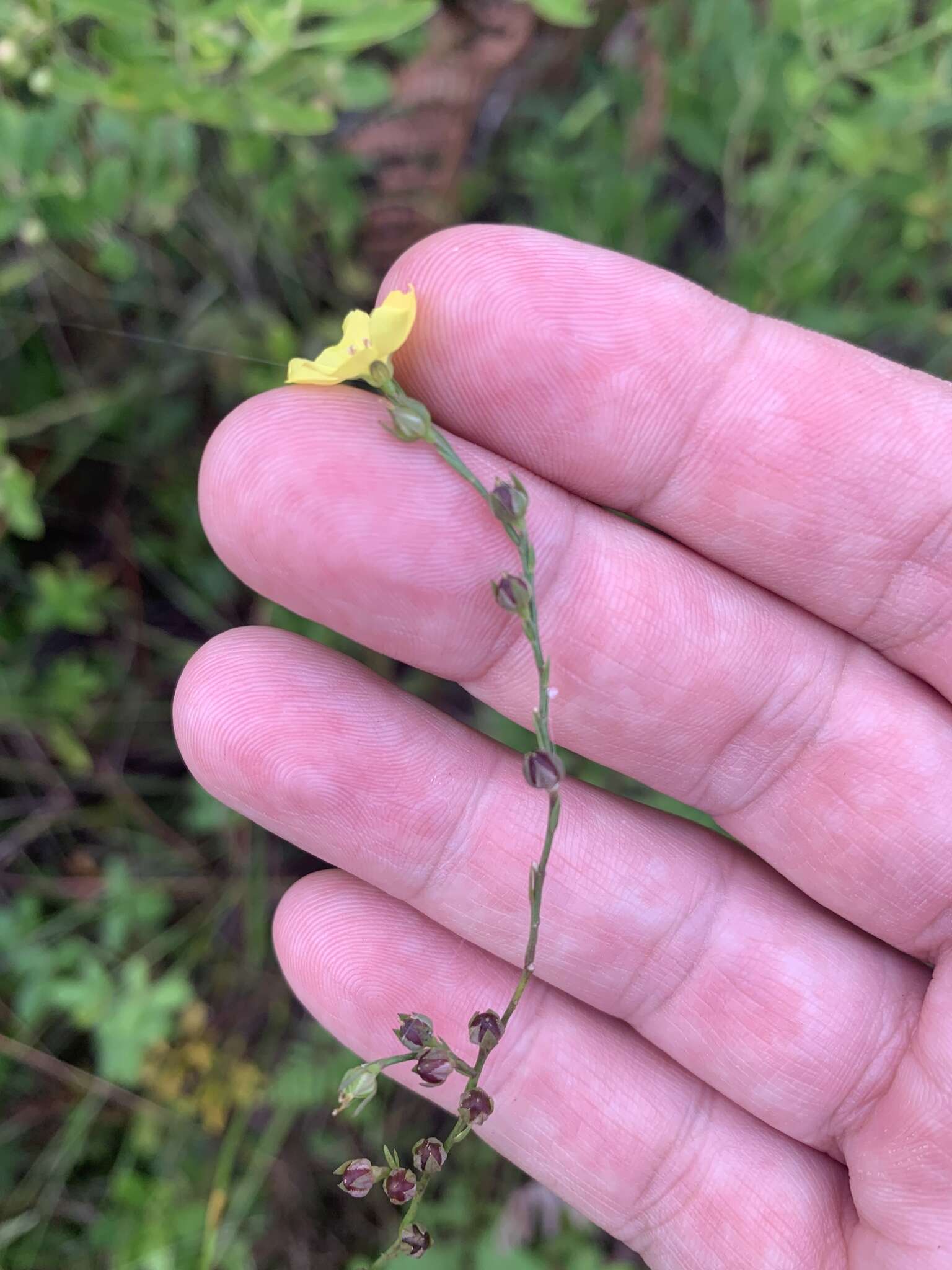 Image of Linum floridanum var. floridanum