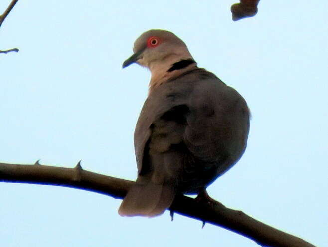 صورة Streptopelia decipiens ambigua (Barboza du Bocage 1881)