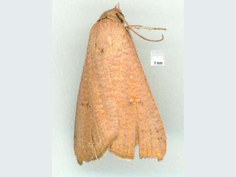 Image of Anomis planalis Swinhoe 1902