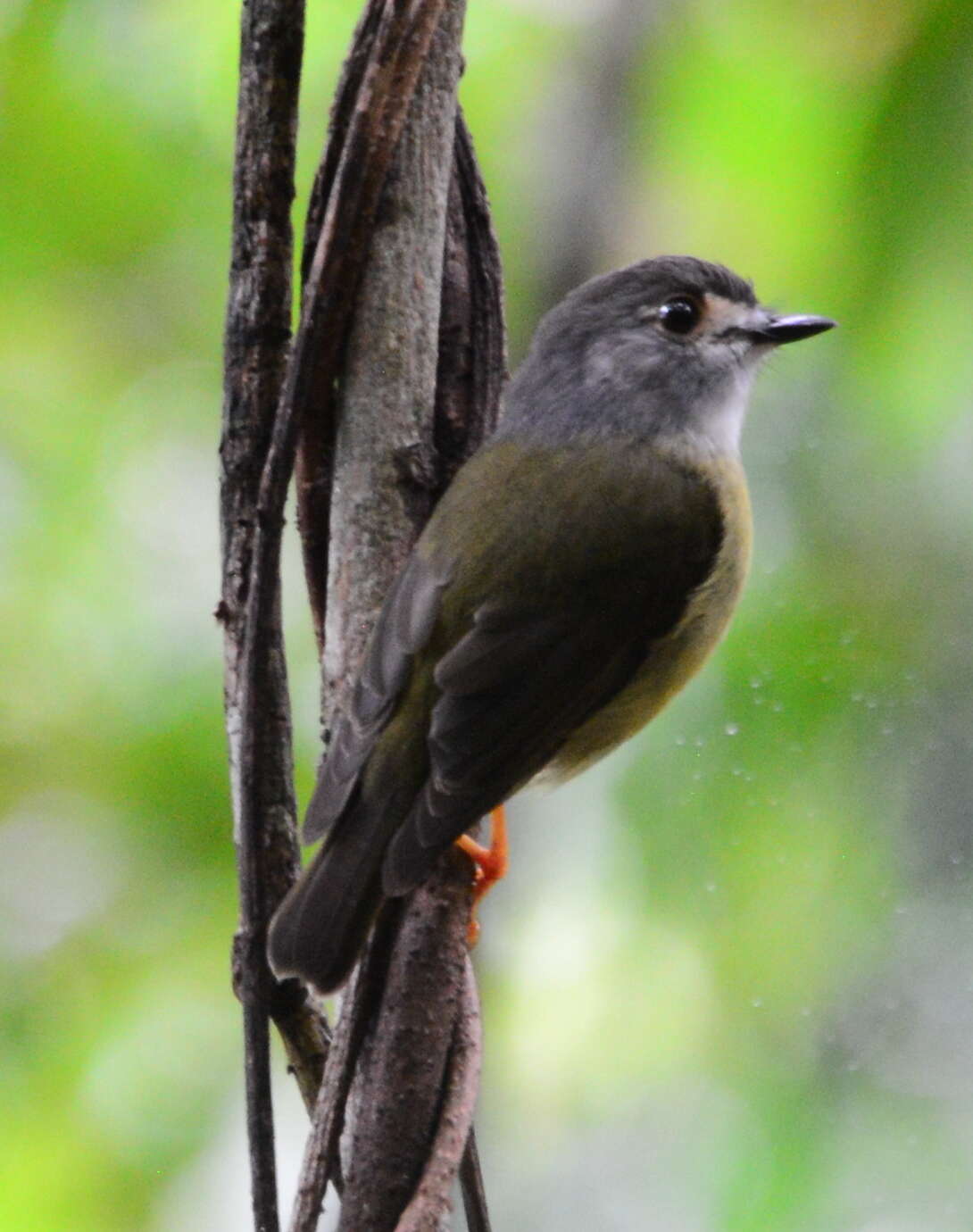 Image of Tregellasia capito nana (Ramsay & EP 1878)