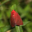 <i>Xenochroa purpureolineata</i>的圖片