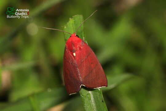 <i>Xenochroa purpureolineata</i>的圖片