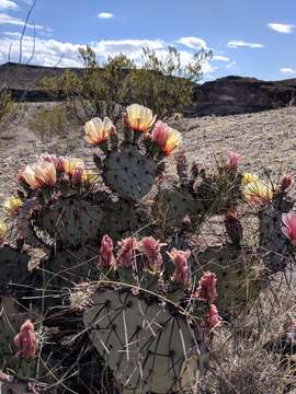 Image of Opuntia azurea var. diplopurpurea