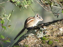 Image of Durango Chipmunk