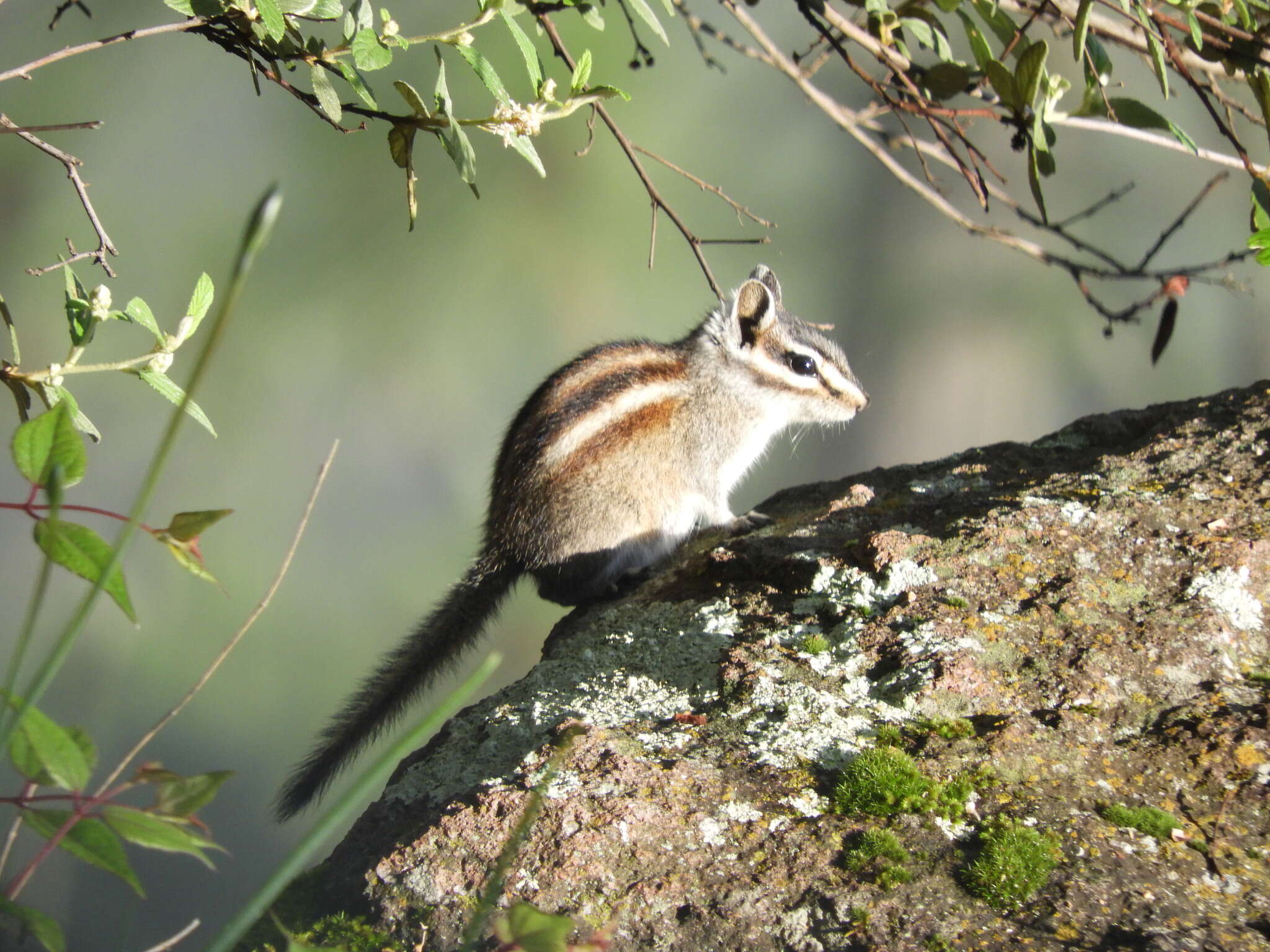 Image of Durango Chipmunk