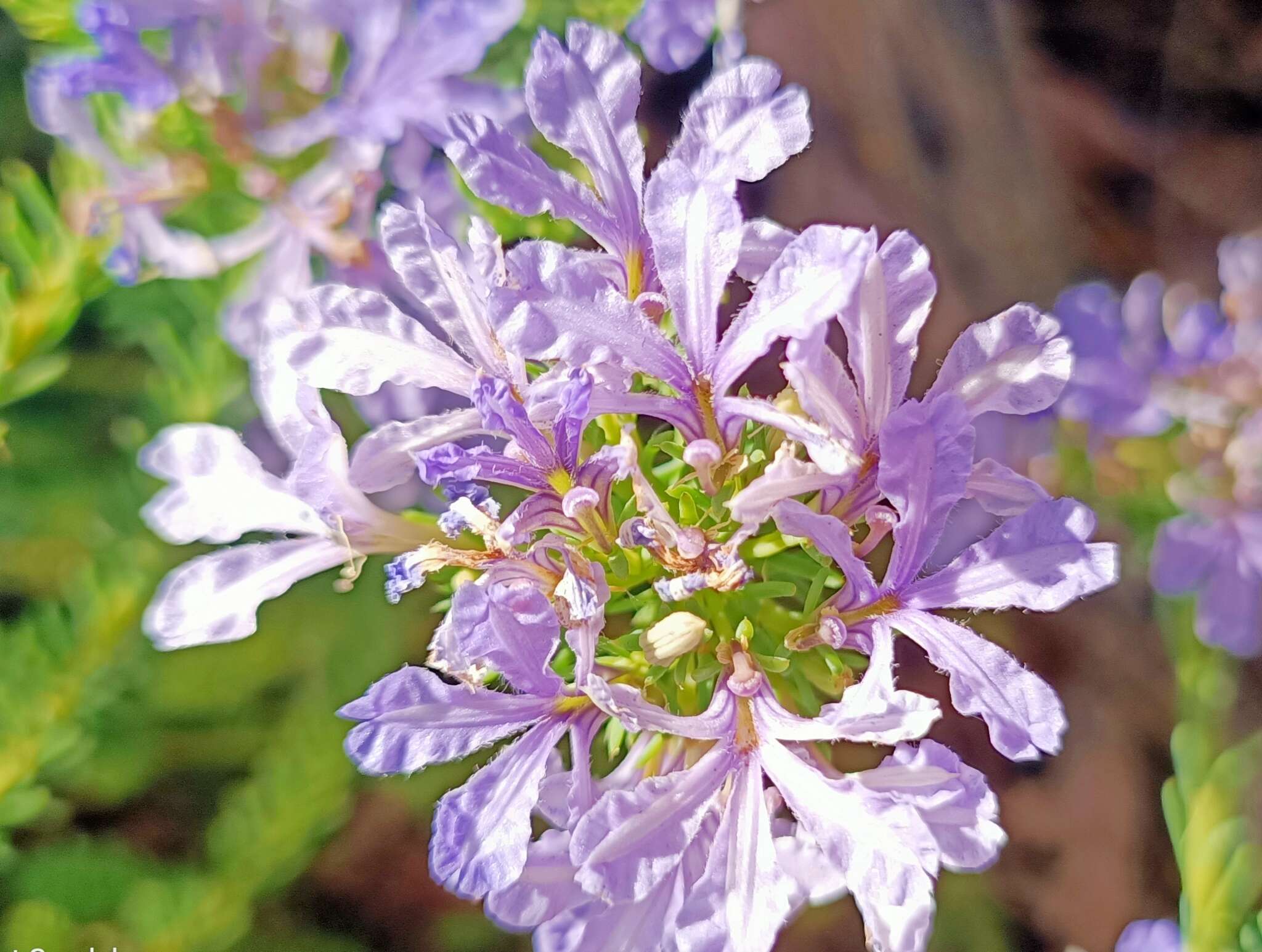 Image of Free-flowering Leschenaultia