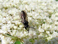 Image of Hylaeus annulatus (Linnaeus 1758)