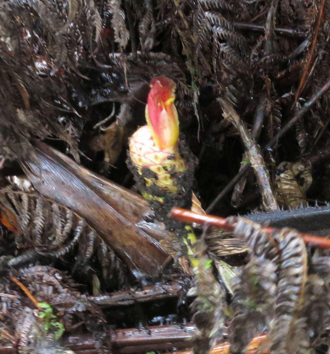 Image of Costus zamoranus Steyerm.