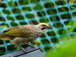 Image of Straw-crowned Bulbul