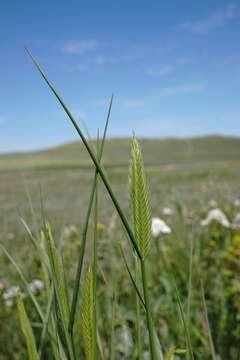 Слика од Agropyron cimmericum Nevski