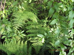 Image of Bramble Fern