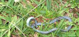 Image of Eastern Green Snake