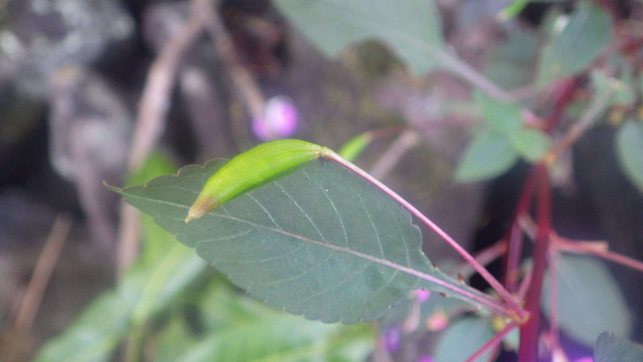 Impatiens bardotiae Eb. Fisch. & Raheliv. resmi