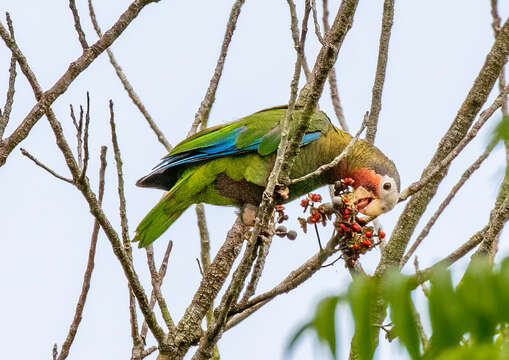 Image of Bahamas Parrot