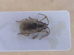 Image of Viburnum leaf beetle