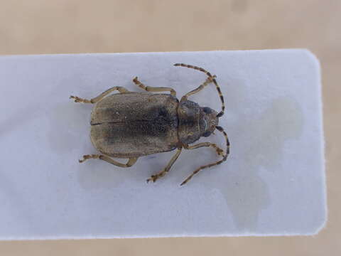 Image of Viburnum leaf beetle