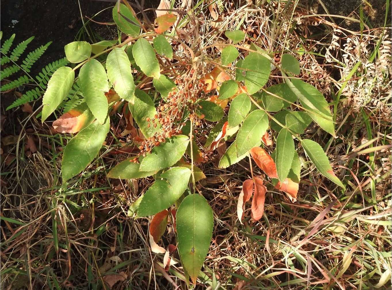 Image de Rhus chinensis Mill.