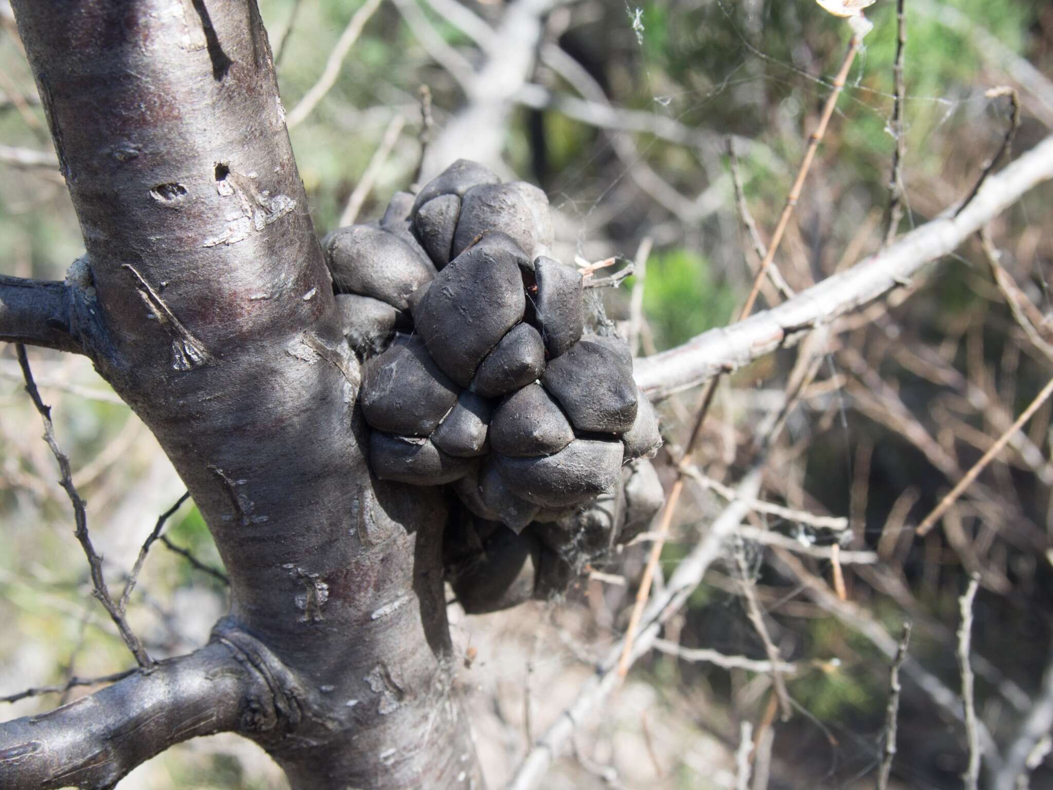 Image of Illawara Mountain Pine