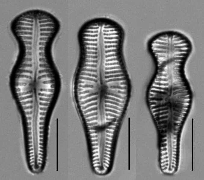 صورة Gomphonema truncatum