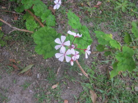 Image of horseshoe geranium