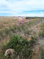 Imagem de Watsonia marginata (L. fil.) Ker Gawl.