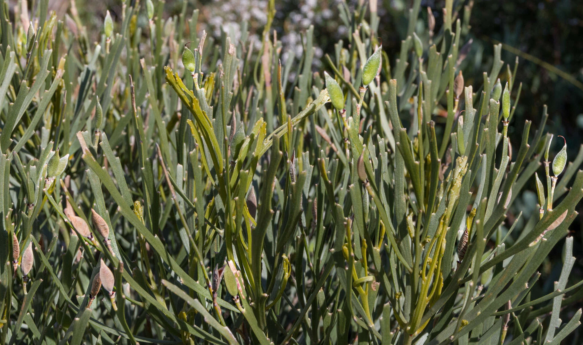 Image of Jacksonia compressa Turcz.