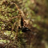 Image of Mintonia silvicola Wanless 1987