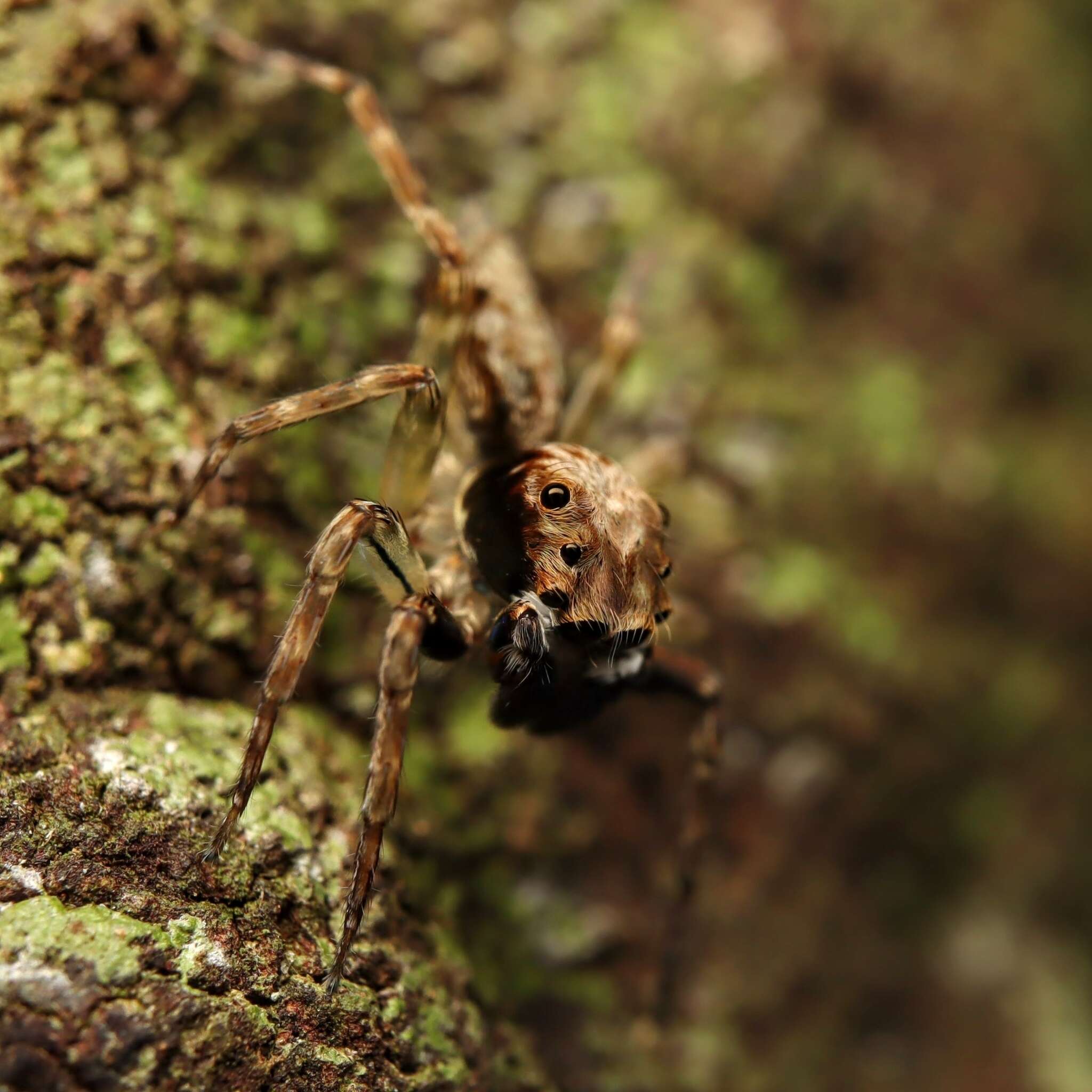 Image of Mintonia silvicola Wanless 1987