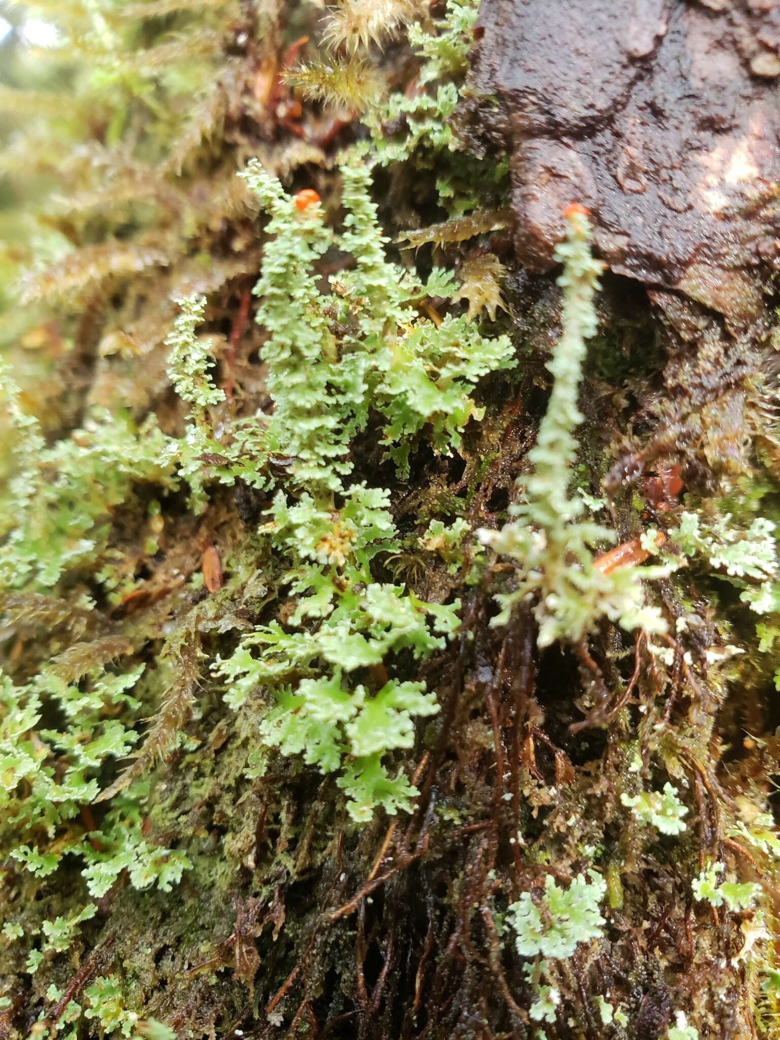 صورة Cladonia bellidiflora (Ach.) Schaer.