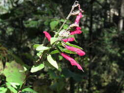 Image of Salvia nervata M. Martens & Galeotti