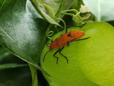 Leptocoris augur (Fabricius 1781) resmi