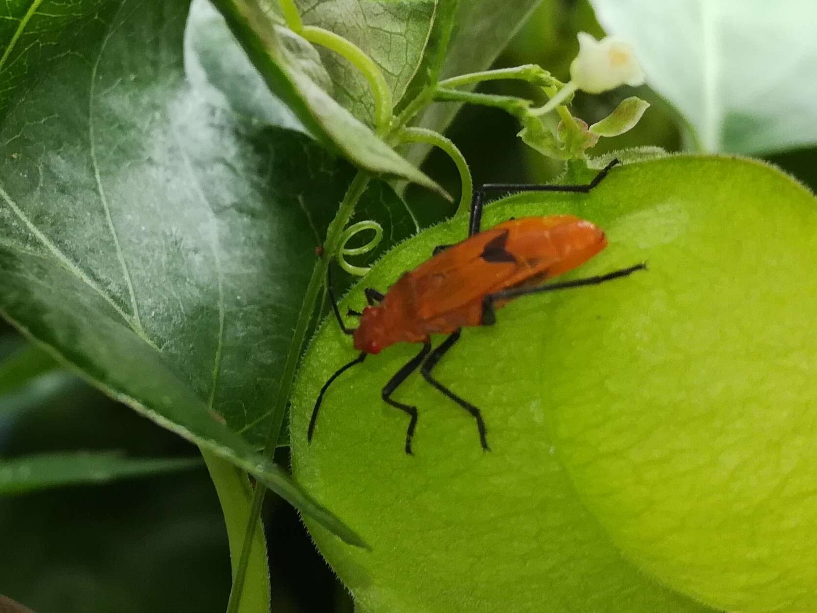 Leptocoris augur (Fabricius 1781) resmi