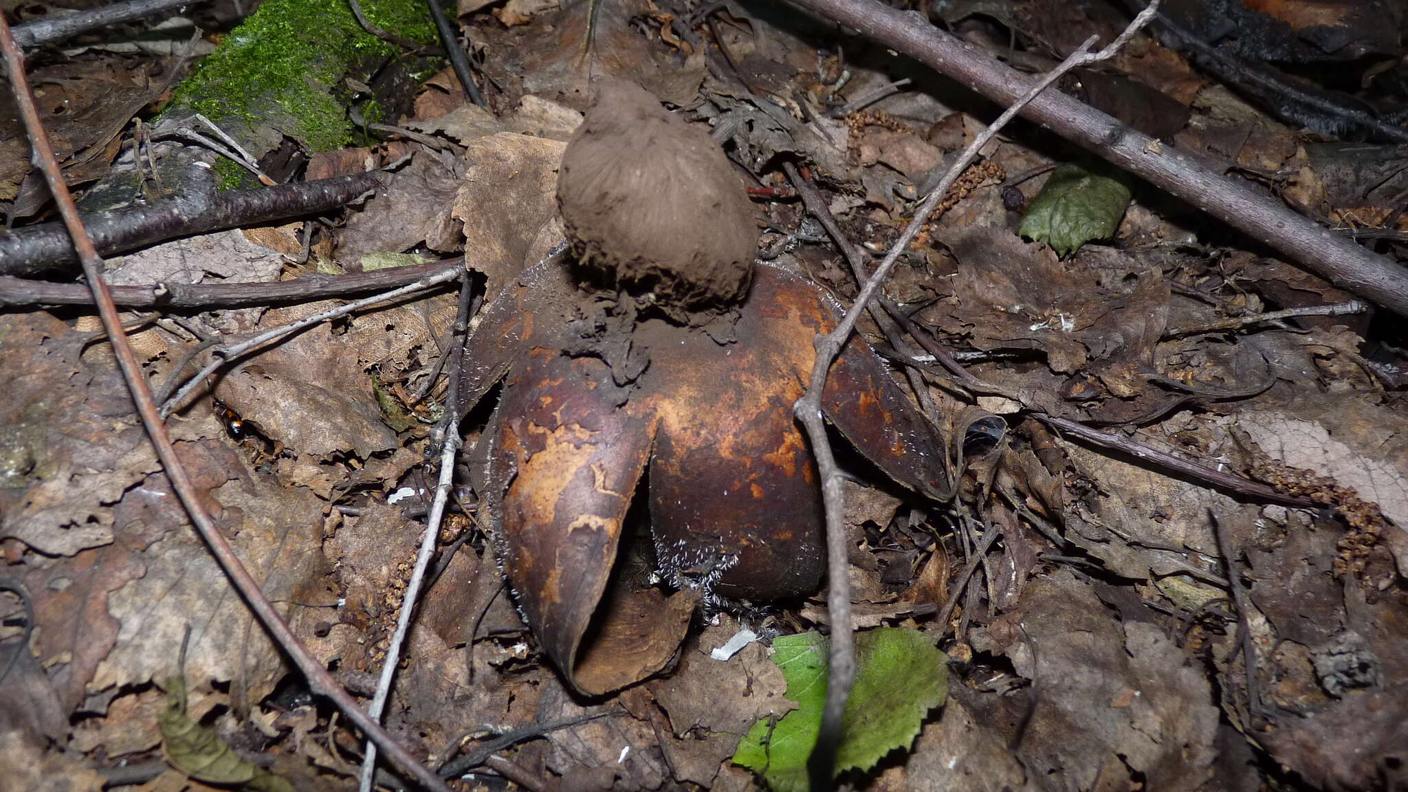 Image of Geastrum melanocephalum (Czern.) V. J. Staněk 1956