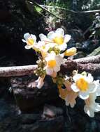 Image de Colea floribunda Boj.